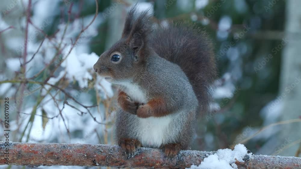 red squirrel animal on ground feeding nuts sciurus vulgaris natural world norway red squirrel animal on ground feeding nuts sciurus vulgaris natural world norway