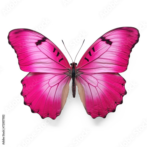 1 pink real butterfly, on transparency background PNG © Sim