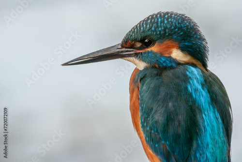 Portrait of a Kingfisher (Alcedo athis) perched on a branch.