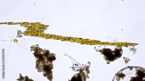 Diatoms of Japan under the microscope. Unusual locomotion of diatom colony Bacillaria, which can extend out telescopically and then regroup together. photo