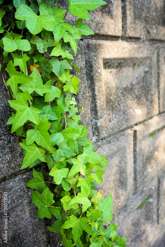 コンクリート擁壁を伝う蔦の葉