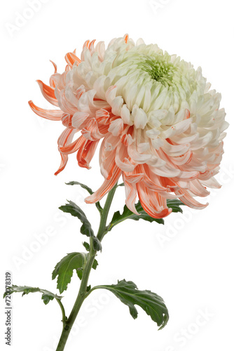 White and orange chrysanthemum with stem on a white background. Side view. Full depth of field. With clipping path