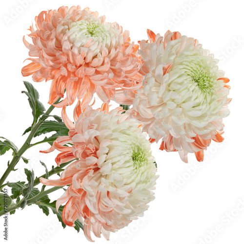 Bouquet of delicate orange and white chrysanthemums on a white background. Side view. Full depth of field. With clipping path