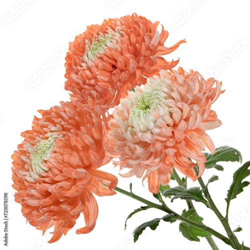 Bouquet of delicate orange chrysanthemums on a white background. Side view. Full depth of field. With clipping path