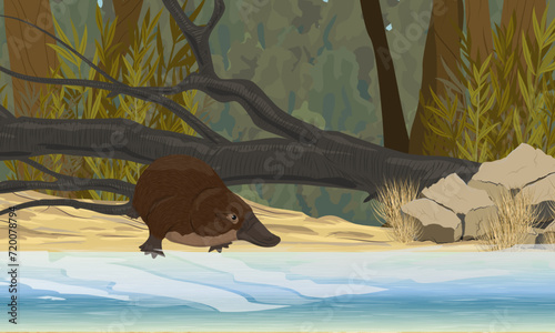 The platypus goes into the water on the shore of the lake with thickets of coastal plants. Endemic species of Australia and Tasmania. Realistic vector landscape