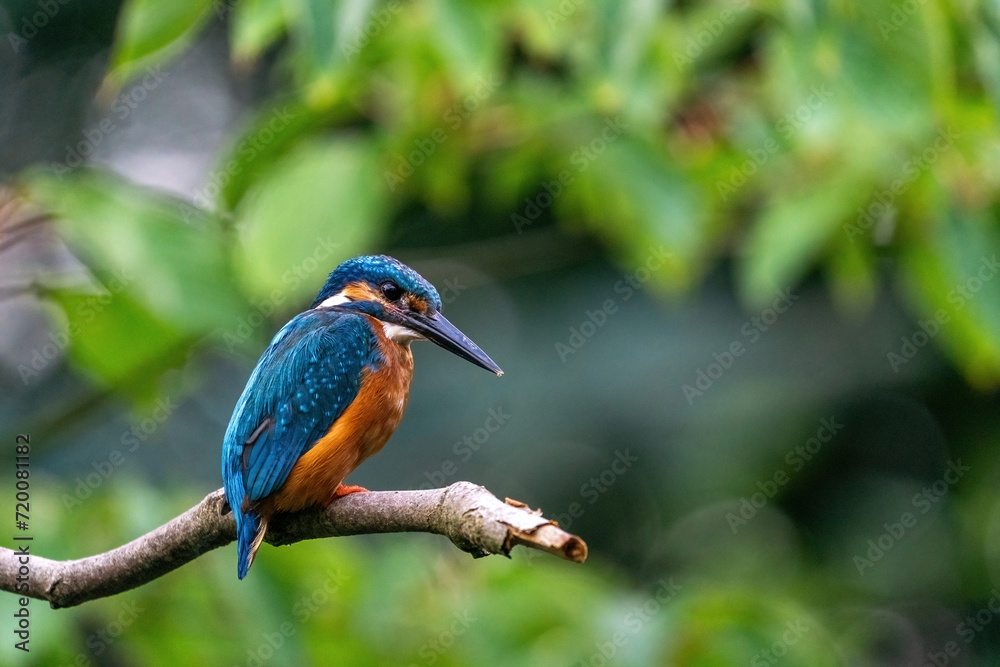 Colorful king fisher bird on a branch of a tree waiting to catch a fish in the Netherlands. Green leaves in the background.