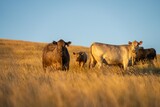 stud wagyu cows and bull in a sustainable agriculture field in summer. fat cow in a field. mother cow with baby at sunset