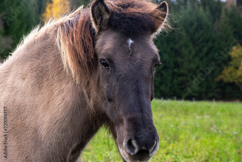 close-up portrait of a light brown horse in full frame against the backdrop of the autumn forest