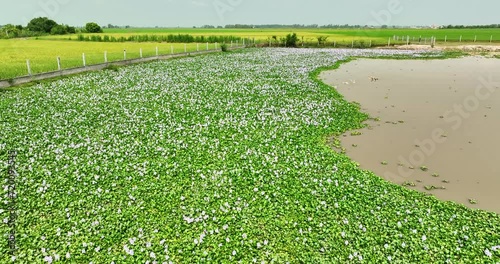 The countryside of Vinh Hung, Long An, Vietnam with fields of water hyacinths and lonely cajuput tree in early morning is very peaceful. The homeland of Vietnam has many things that everyone remember photo