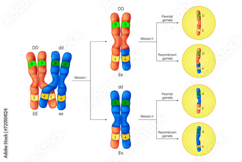Crossing over vector. The exchange of DNA between paired homologous chromosomes. Genetics and genomics. Parental and recombinant gamete.