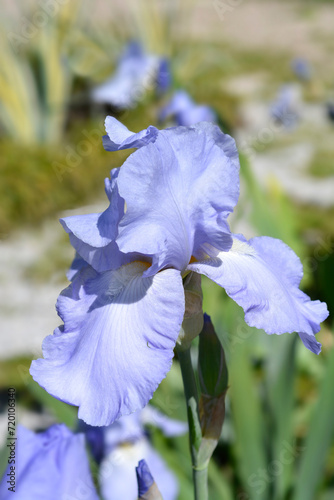 Tall bearded iris Eleanors Pride flower photo