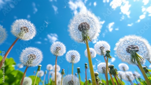 Dandelion view from below against a blue sky. Beautiful puffy air flower