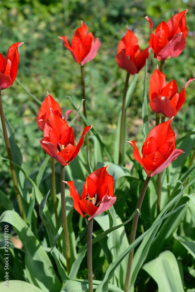 Eyed tulip flowers