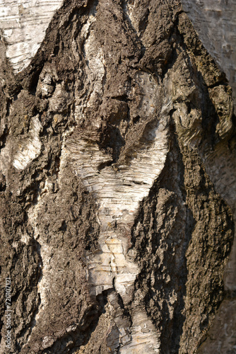 Common birch bark detail