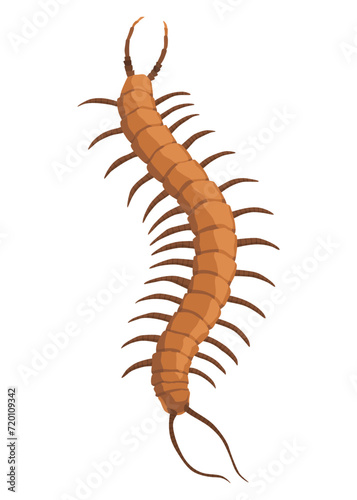 Nasty insect. Centipede and millipede. Flat cartoon isolated on white. Long worm with spikes. Brown Earwig