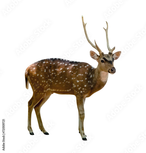 Spotted deer isolated