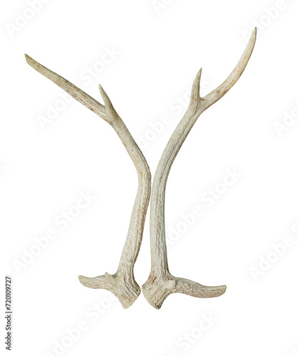 antlers of spotted deer isolated