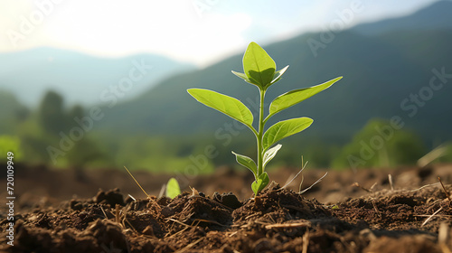 Amidst the beauty of the countryside, a young Withania plant can be seen growing in a field, exemplifying their dicotyledonous traits