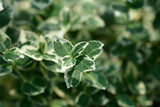 Wintercreeper Emerald Gaiety leaves