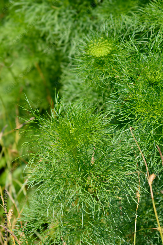 Toothpick bullwort Blutenball leaves