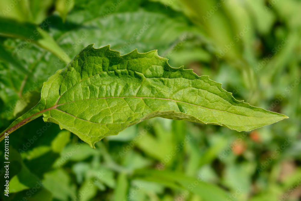 Coneflower Now Cheesier leaves