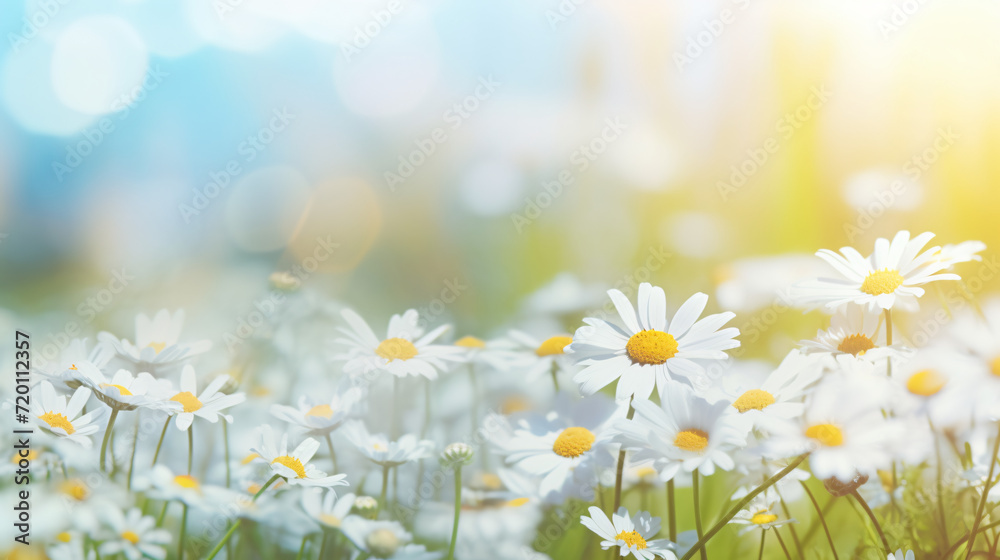 Beautiful daisy banner