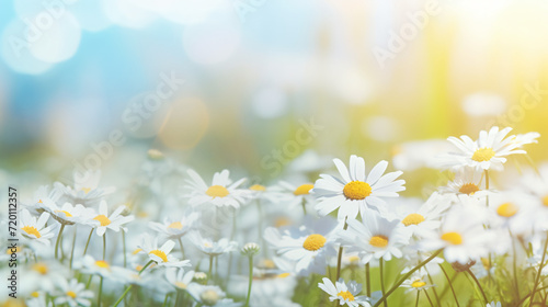 Beautiful daisy banner