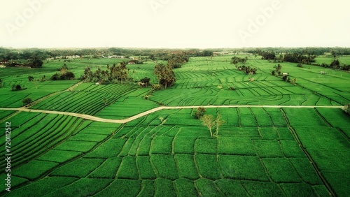 Fotografie beauty of ricefield from the top