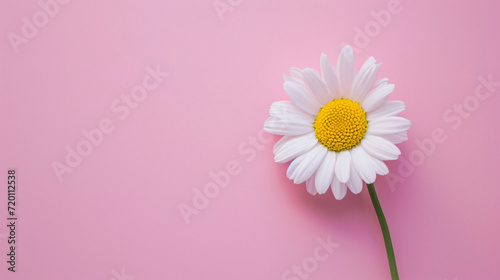 Beautiful chamomile daisy flower