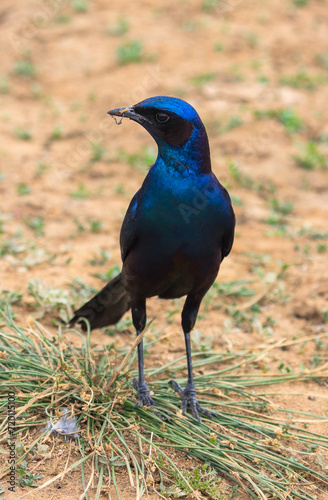 Blue-eared starling from the Kruger National Park of South Africa © sergi