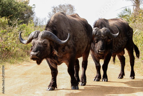 Pair of buffalos midway in Isimangaliso Wetland Park, South Africa photo