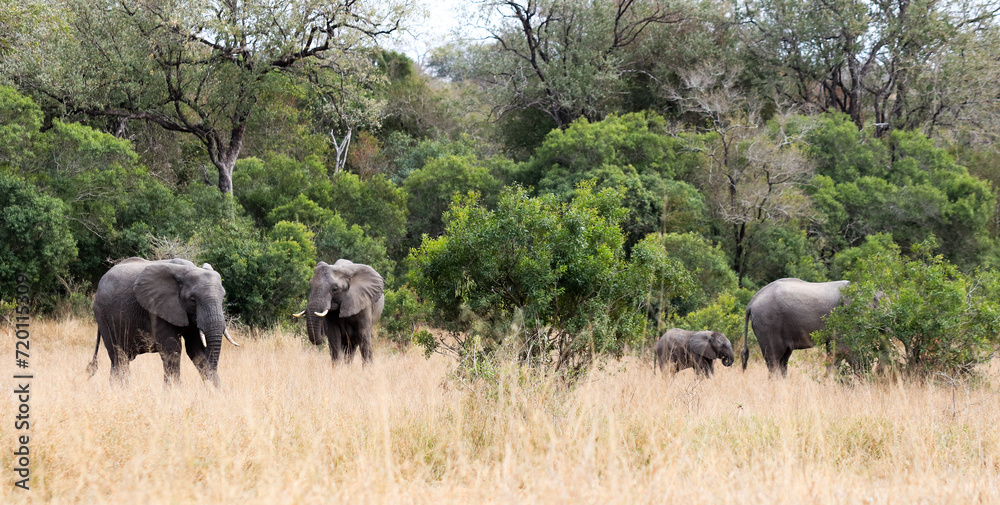 Naklejka premium Elephant family in Kruger National Park forest
