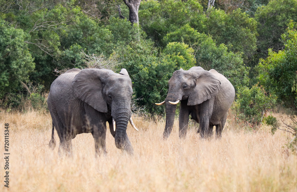 Fototapeta premium Elephant family in Kruger National Park forest