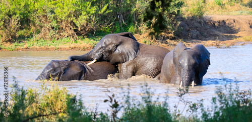Elephant family playing in a river in Kruger National Park