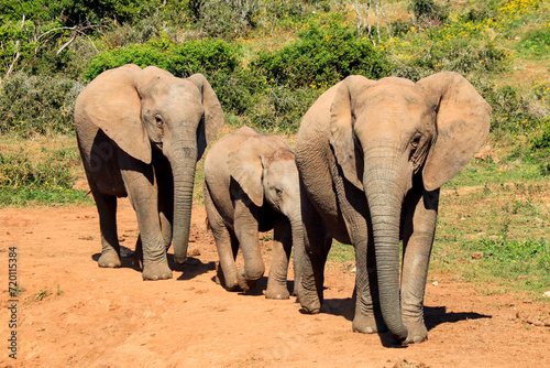 Elephant family in Addo Elephant National Park