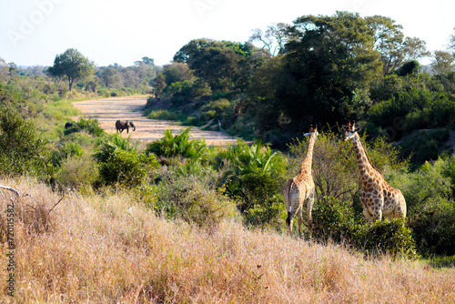 African scene with giraffes and elephants in Kruger national park