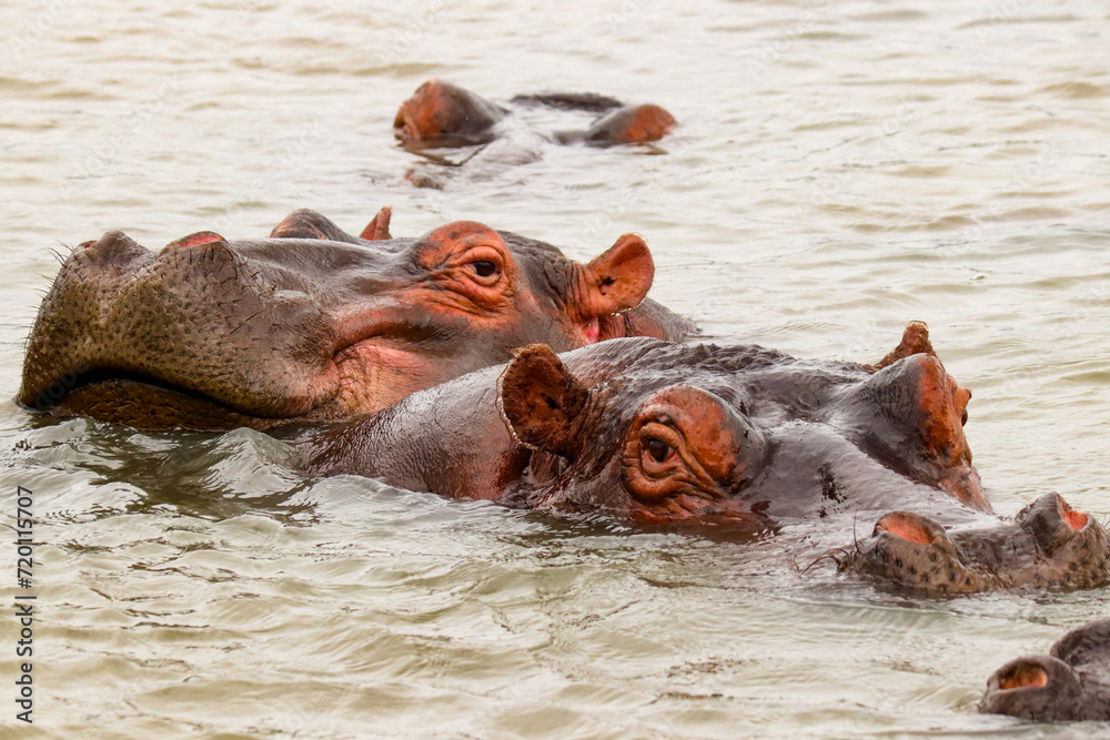 Fototapeta premium Hippopotamus resting in Lake Saint Lucia, South Africa