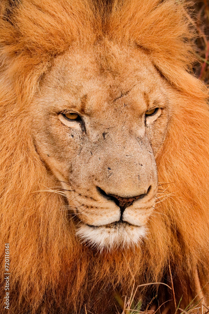 Lion resting with big mane in Kruger National Park. Black and white photography Lion resting with big mane in Kruger National Park. Black and white photography