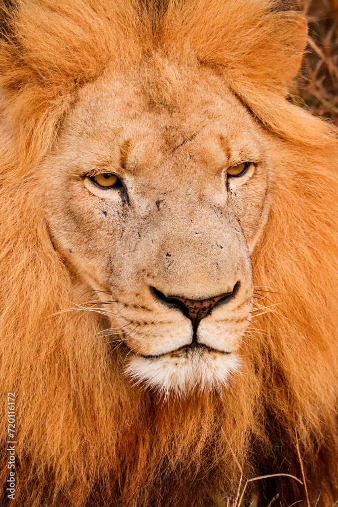 Lion resting with big mane in Kruger National Park