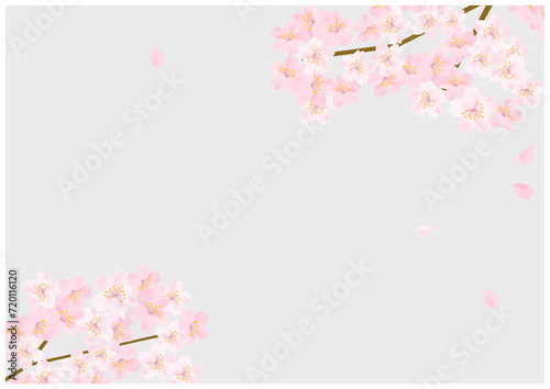 桜の花が美しい春の桜フレーム背景18灰色