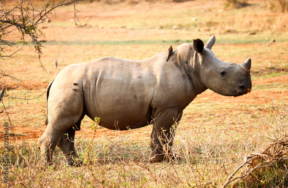 Fototapeta premium Young rhino in swaziland reserve