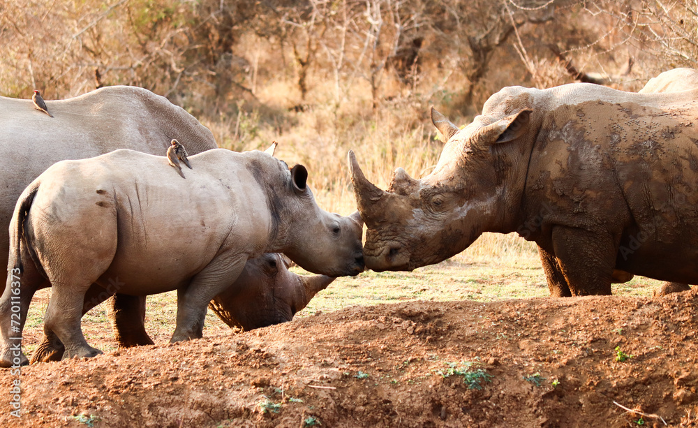 Obraz premium Tender scene of a rhino family with its calf in a reserve in Swaziland