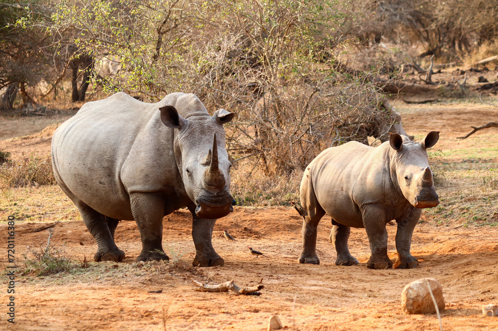 Obraz premium Rhino family and breeding in Swaziland reserve
