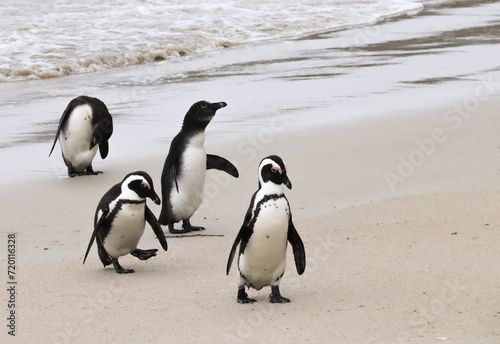 Group of penguins emerging from the sea in South Africa