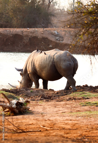 Rhino grazing near waterhole in Swaziland reserve