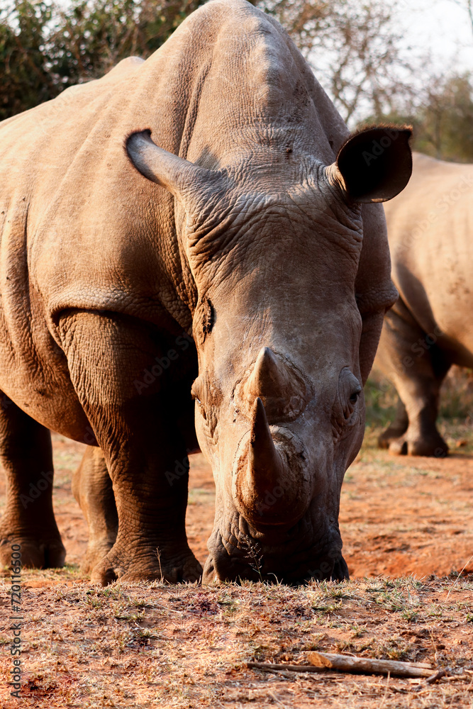 Obraz premium Closeup of rhinoceros in swaziland reserve
