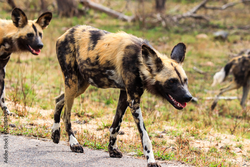 African wild dogs in Kruger National Park