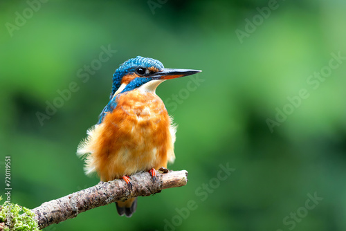 Common European Kingfisher (Alcedo atthis) sitting on a branch above a pool to catch a fish in the forest in the Netherlands with a green background