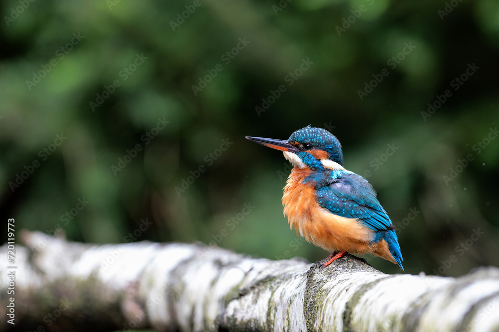 Common European Kingfisher (Alcedo atthis) sitting on a branch above a pool to catch a fish in the forest in the Netherlands with a green background