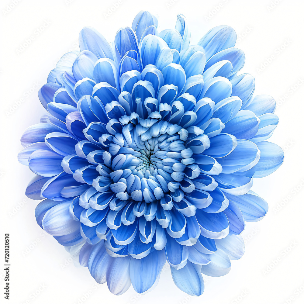 Blue chrysanthemum